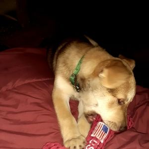 Meet your Posher, Roxzy